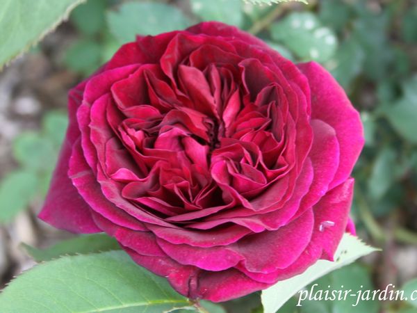 b9. Les rosiers en Mu. et My.