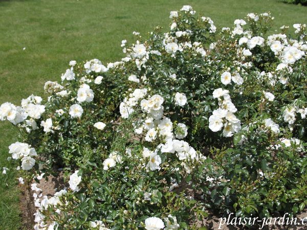 b9. Les rosiers en O.