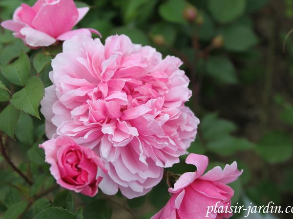 b9. Les rosiers en S. de Si. à So.