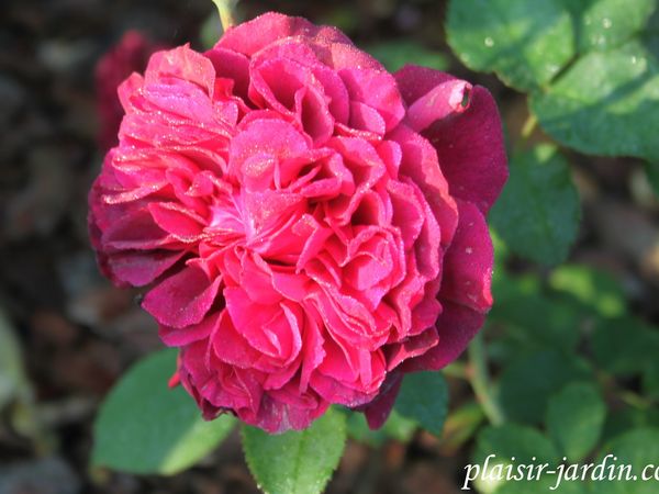b9. Les rosiers en W.