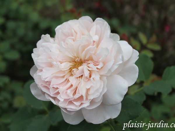 b9. Les rosiers en T. de Ta. à Th.