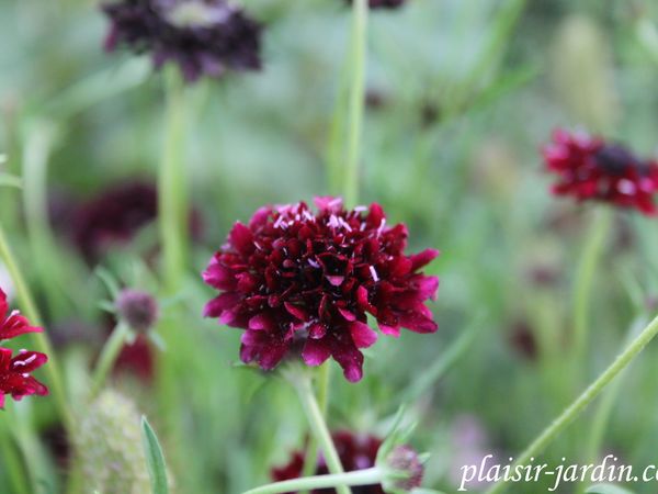 La scabiosa atropurpurea 'Chile Black'