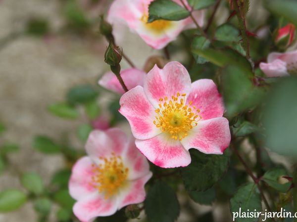 Le rosier 'aquarelle'