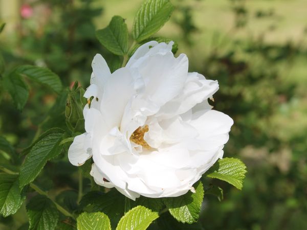 Les rosiers rugosas (suite)
