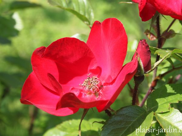 Les rosiers rugosas (suite)