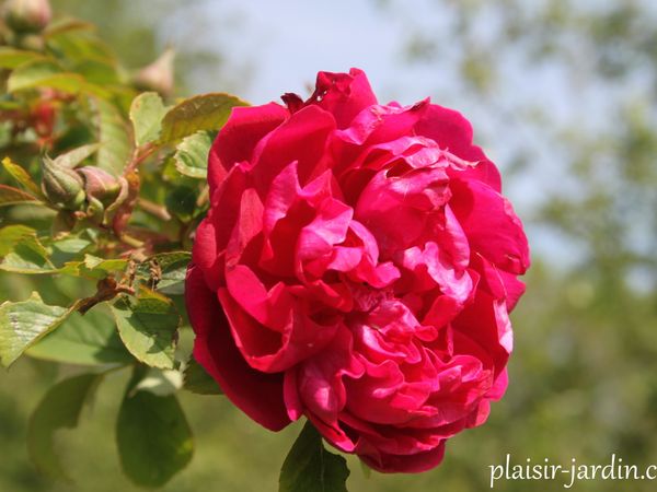 Les rosiers rugosas (suite)