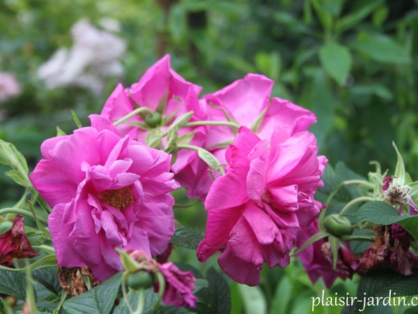 Les rosiers rugosas (suite)