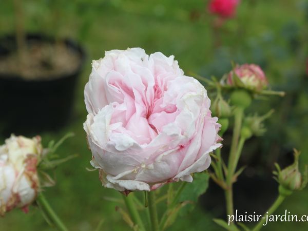 Le rosier Juno