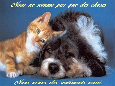 Protégeons Les Animaux Rze71 Napanonprofits