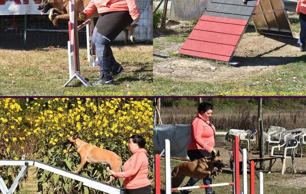 dressage chien ferriere la petite