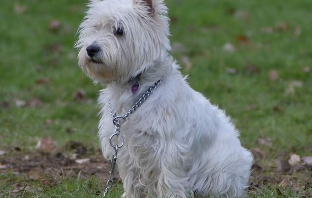 dressage chien ferriere la petite