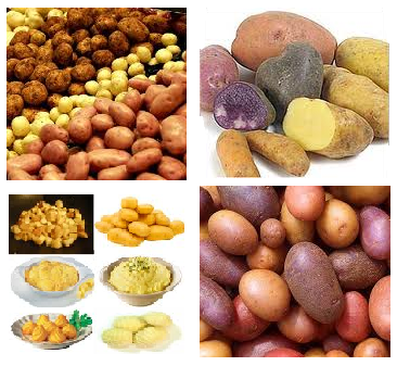 Cultiver des pommes de terre sur un balcon