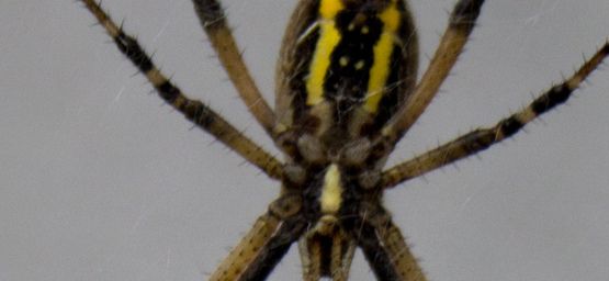 Bonne nuit les araignées !