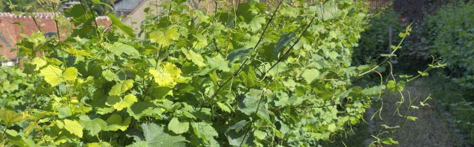 La vigne, début Juillet..