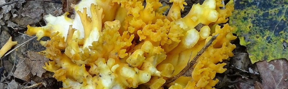 sortie mycologique du 22/09/2017