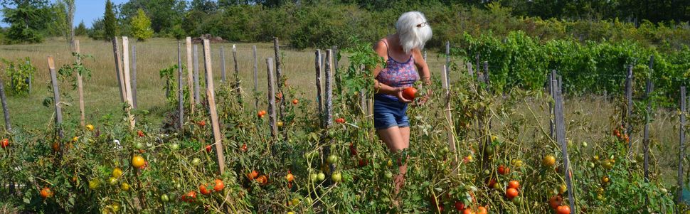 Tomates !