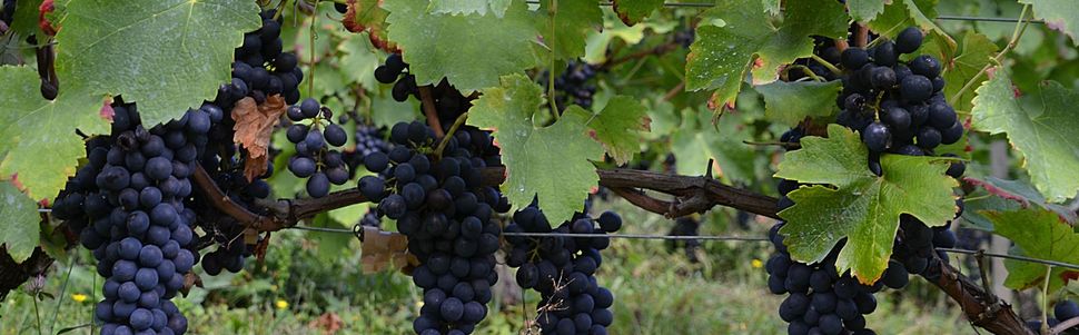 Domaine Les Cyprès - Bientôt les vendanges !
