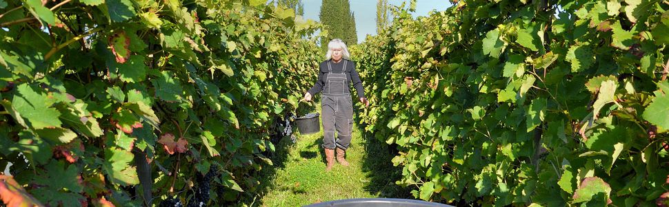 Domaine Les Cyprès - Vendanges 2017