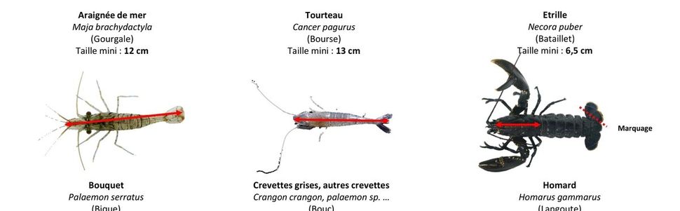 Pêche maritime de loisir au 1er Janvier 2018