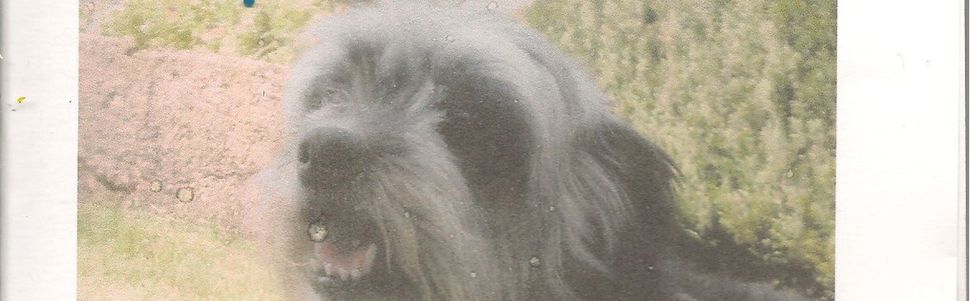 Nora :Un amour de chienne