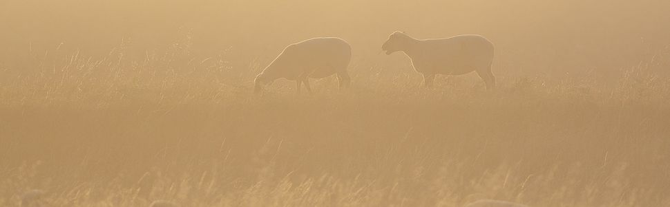 REVENONS À NOS MOUTONS