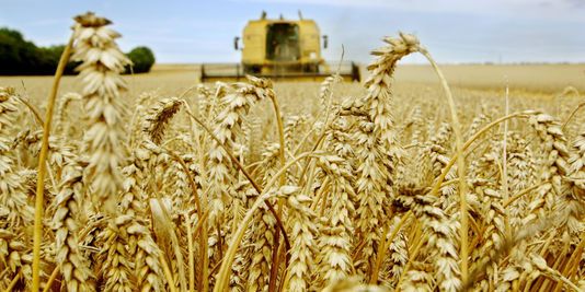 Perturbateurs endocriniens dans nos assiettes : quels effets sur le long terme?